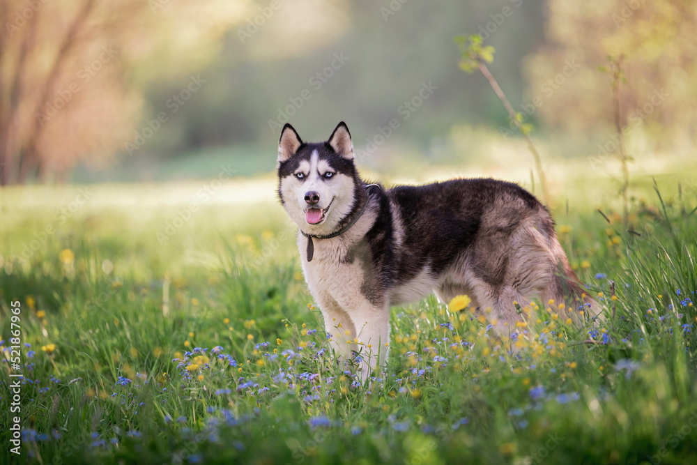charming dog breed Siberian husky black and white color walks in a collar in nature in the park.