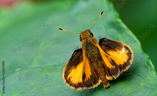 Zabulon skipper butterfly at rest on a green leaf in the summer day