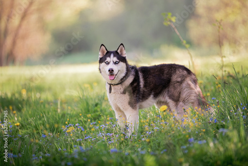 charming dog breed Siberian husky black and white color walks in a collar in nature in the park.