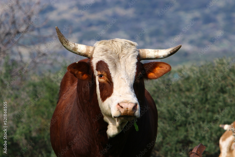 A herd of cows is grazing in a forest clearing. A herd of cows is grazing in a forest clearing.