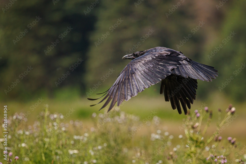 A common raven (Corvus corax) flying over a meadow A common raven (Corvus corax) flying over a meadow