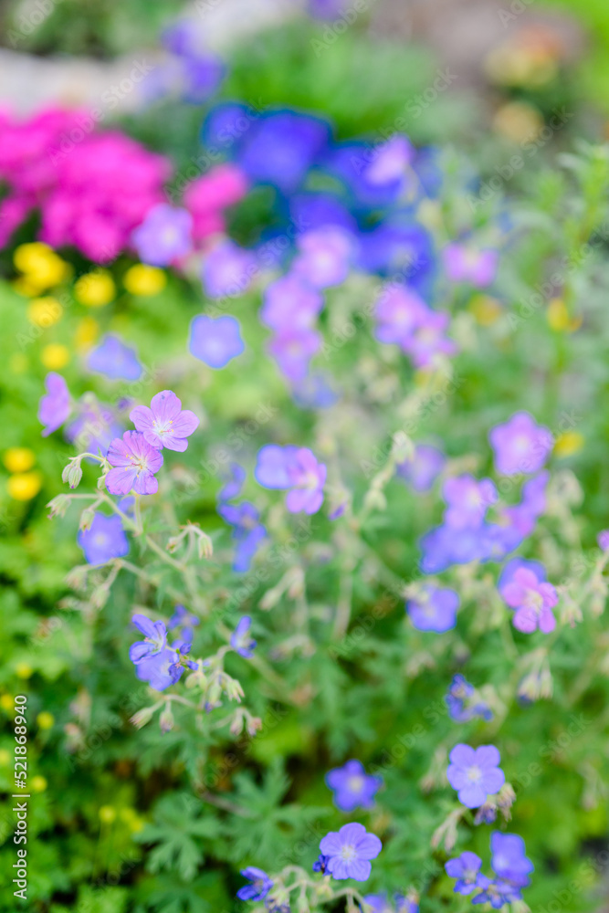 Fototapeta premium field of flowers 