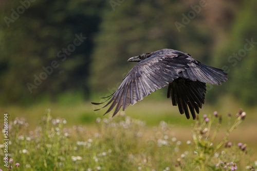 A common raven (Corvus corax) flying over a meadow