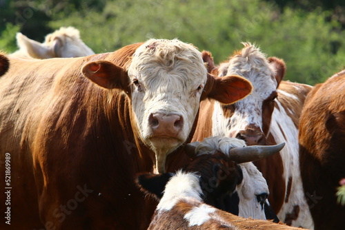 Wallpaper Mural A herd of cows is grazing in a forest clearing. Torontodigital.ca