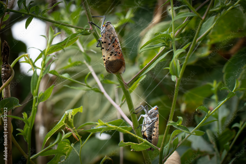 Adult spotted lanternfly by a spider web Stock Photo | Adobe Stock