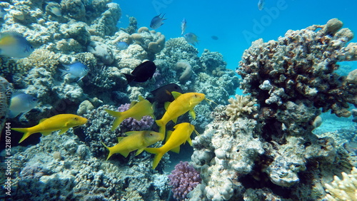 Fototapeta Naklejka Na Ścianę i Meble -  Beautiful fish on the Red Sea reef.
	
