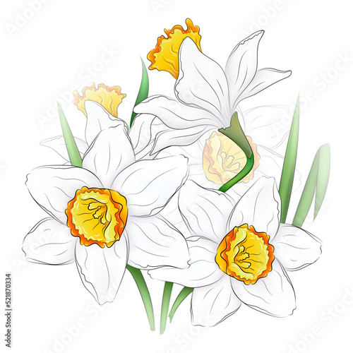 Beautiful vector illustration of blooming daffodil buds. Narcissus flowers. Botanical illustration