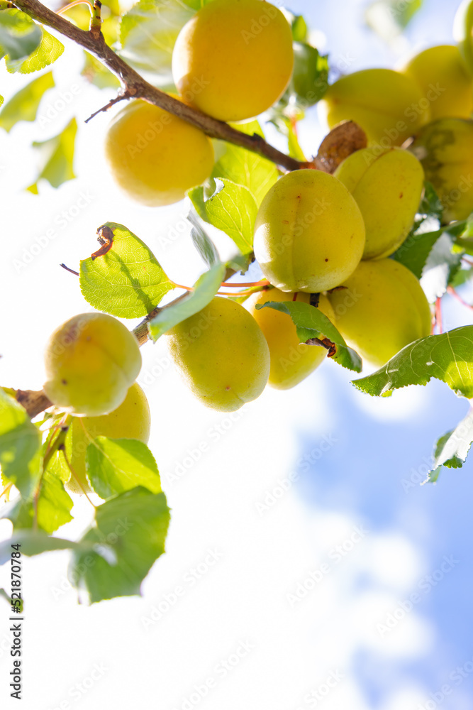 Apricots on the branch in focus. Summer fruits background photo. Apricots on the branch in focus. Summer fruits background photo.