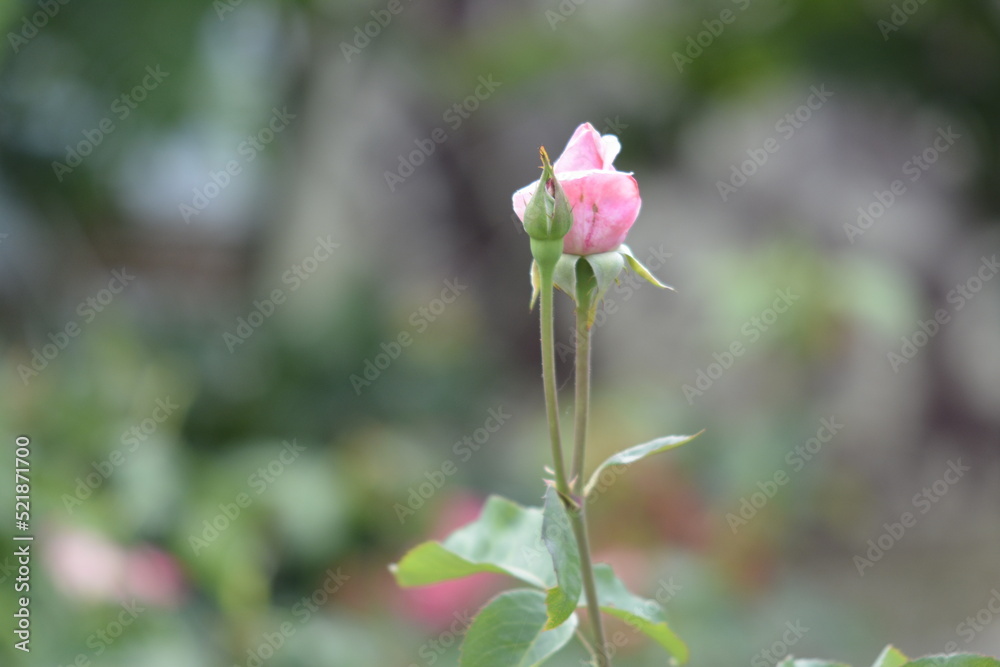 pink rose flower
