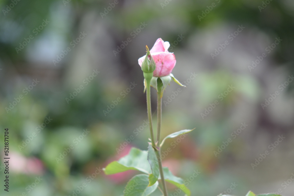 pink rose flower