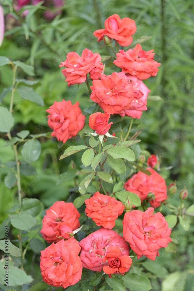 red roses in garden red roses in garden