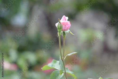 pink rose flower