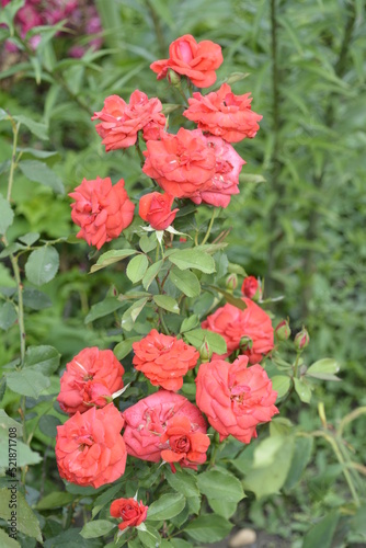 roses in garden