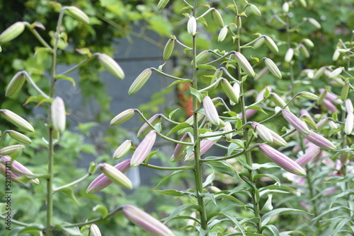 plant in the field