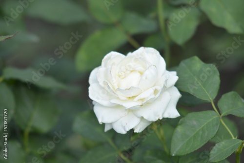 single white rose