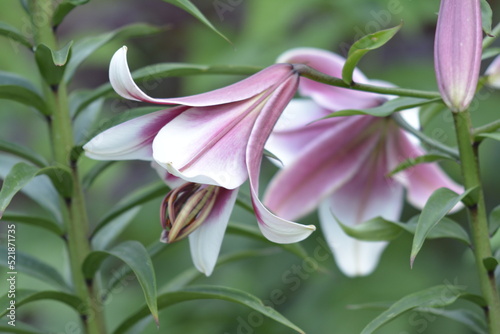 pink lily flower
