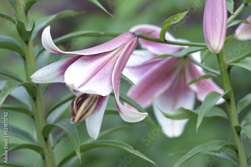 close up of pink lily