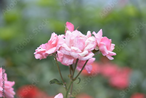 pink rose bush