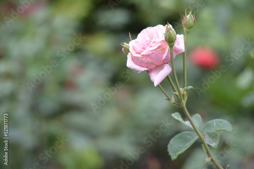 pink rose in garden