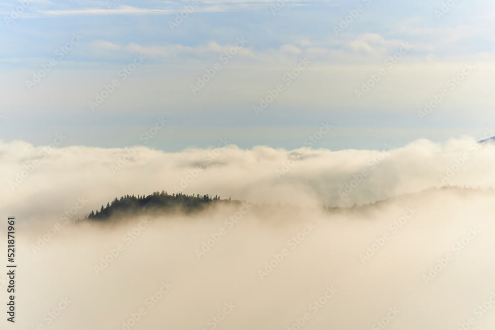 Autumn landscape with fog in the mountains. Fir forest on the hills. Carpathians, Ukraine