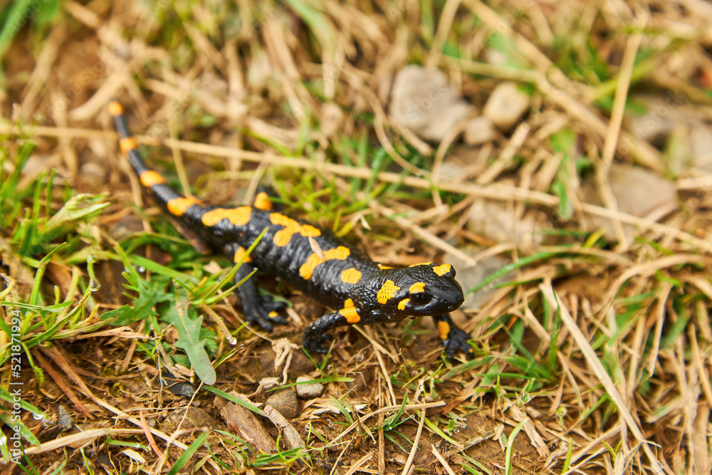 portrait of cute fire spotted salamander