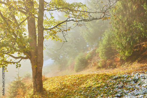 fog landscape forest mountains, trees view mist