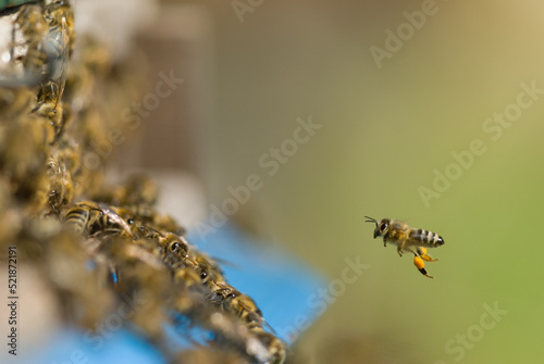 A honey bee returns to the hive carrying a fresh load of pollen.