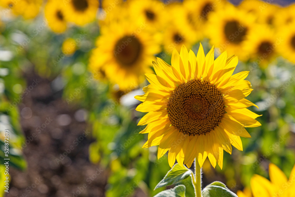 Fototapeta premium beautiful sunflower