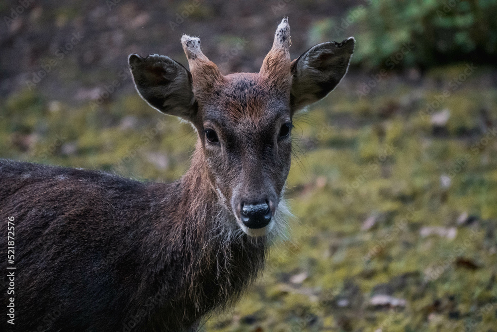 Fototapeta premium deer in the forest