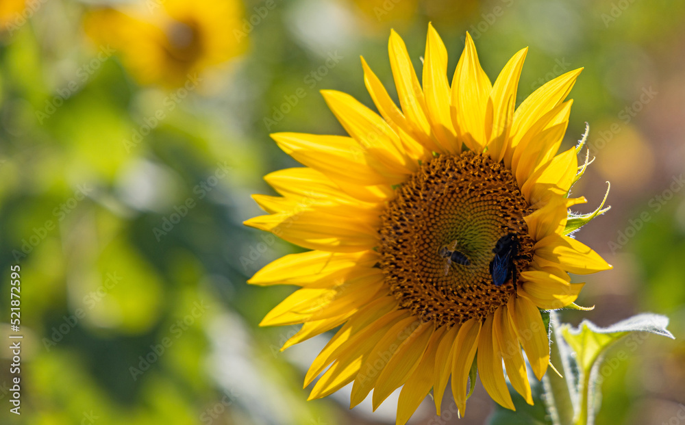 beautiful sunflower beautiful sunflower