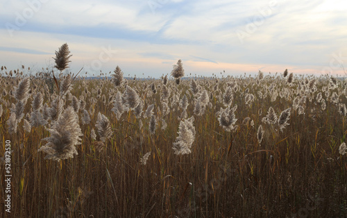 Reeds blowing in wind at Plum Island, Massachusetts