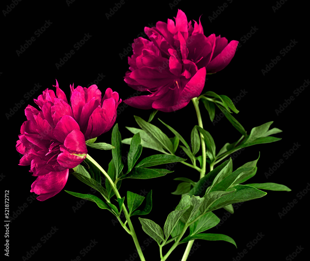 Beautiful blooming peony flowers with green leaves on a black background