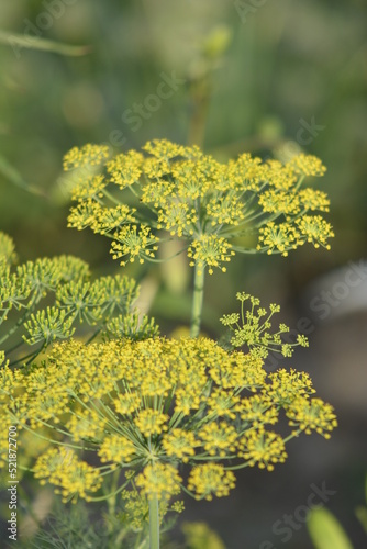flowers in the garden