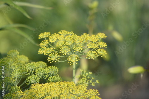 yellow flowers in spring