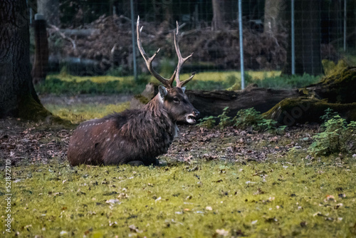 elk in the woods