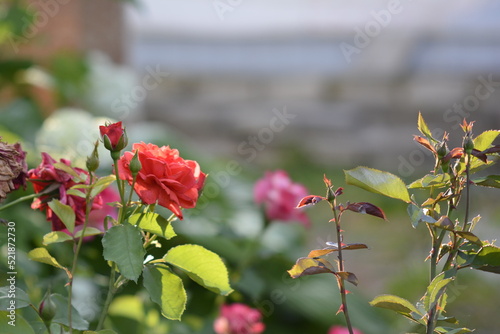 red rose bush