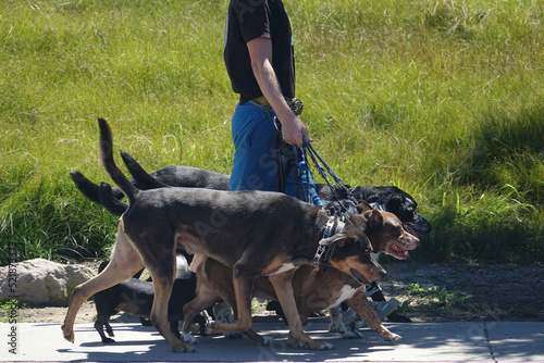 professional dog walker leading several dogs by leash