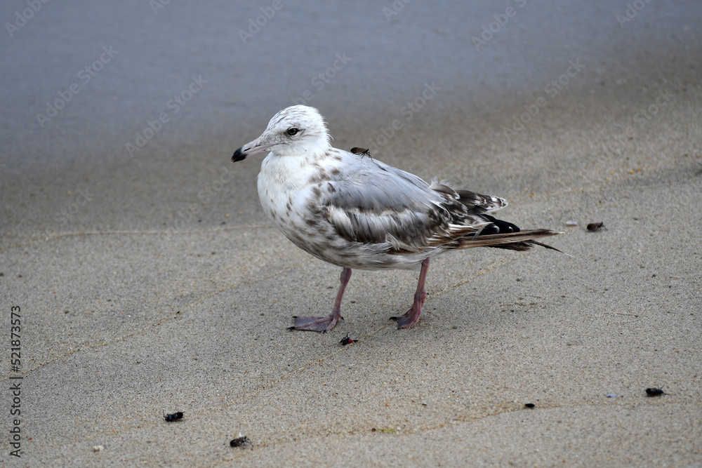 seagull on the beach//with a Lanternfly on it back seagull on the beach//with a Lanternfly on it back