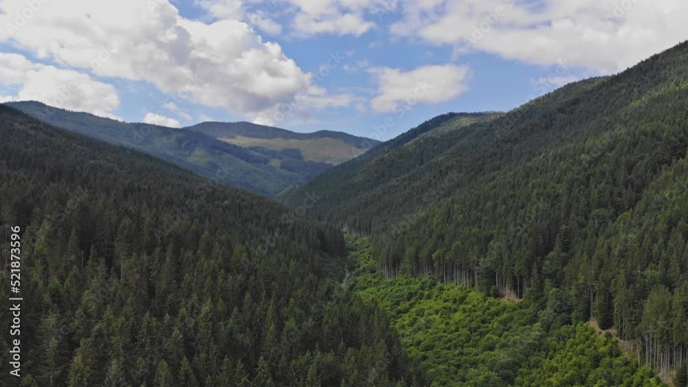 Located high in the scenery of mountains, there is a dense pine forest with summer landscape Located high in the scenery of mountains, there is a dense pine forest with summer landscape
