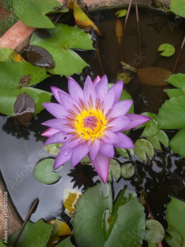 pink water lily  bramha kamal  background picture