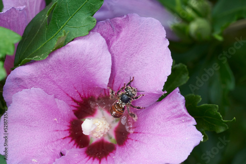 Biene in einer Hibiskusblüte