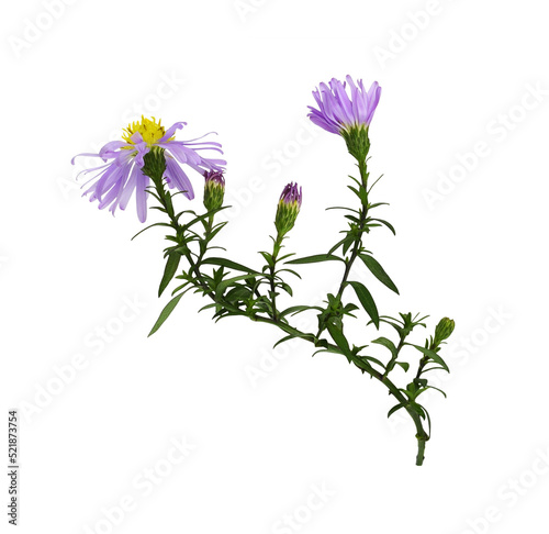 Twig of purple aster amellus flowers isolated