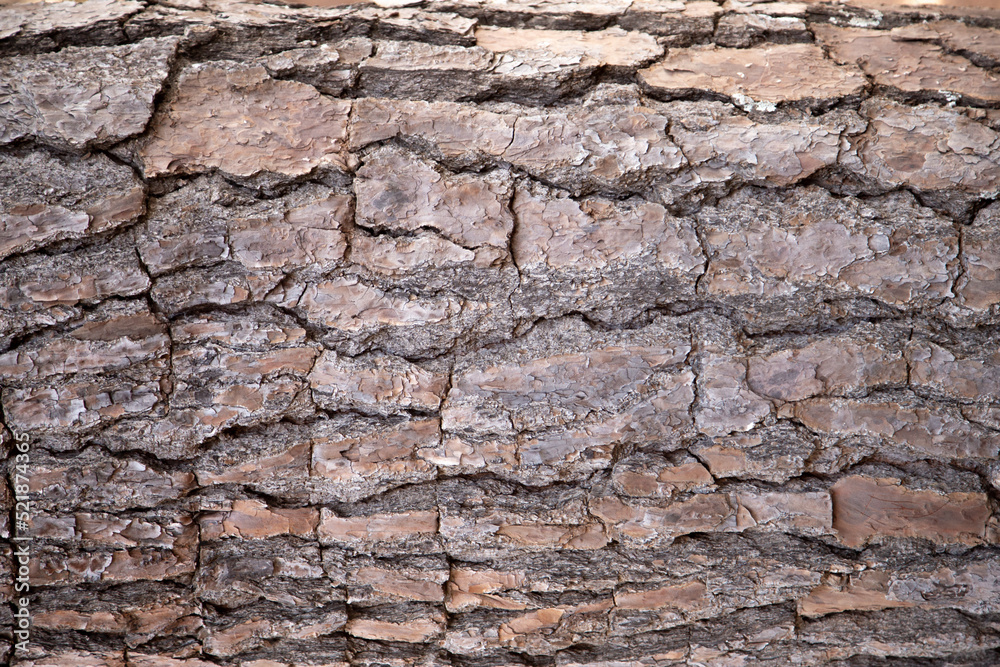 Bark texture (Pinus elliottii) and full frame Bark texture (Pinus elliottii) and full frame