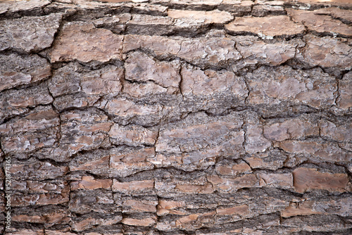 Bark texture (Pinus elliottii) and full frame