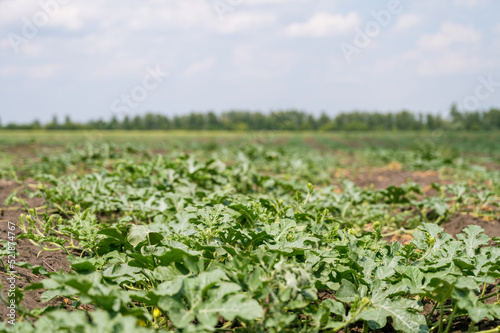 Green watermelon plants on plantation. Southern agriculture.