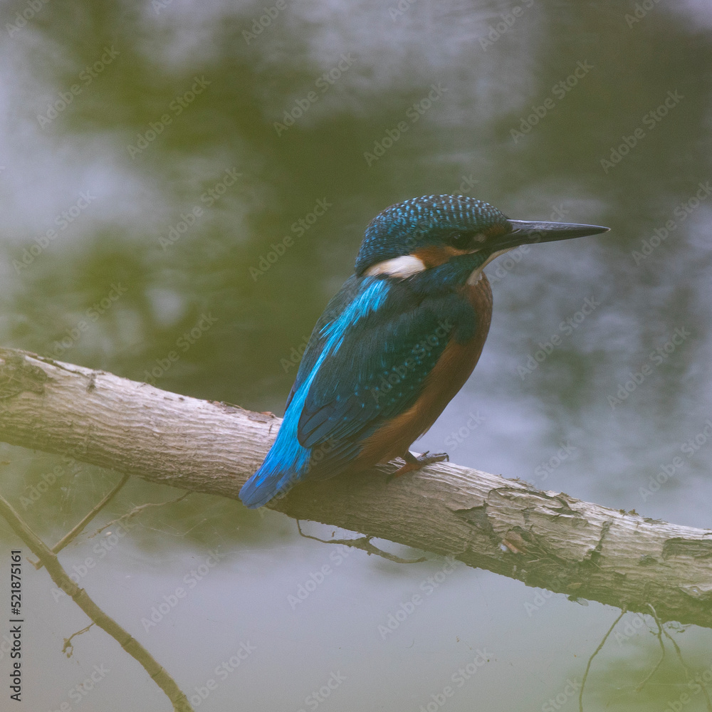 Kingfisher