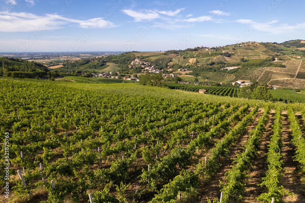 Vineyard plantations, panoramic aerial view Vineyard plantations, panoramic aerial view