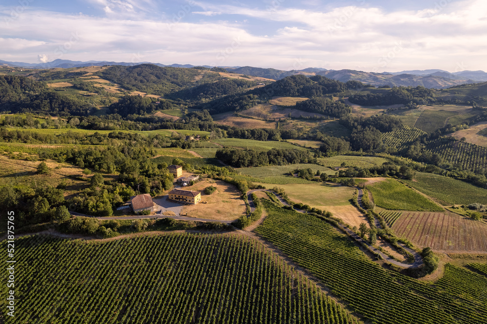 Naklejka premium Vineyard plantations, panoramic aerial view