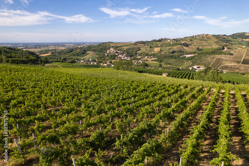 Vineyard plantations, panoramic aerial view
