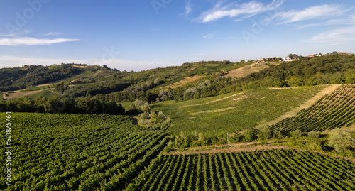 Vineyard plantations, panoramic aerial view